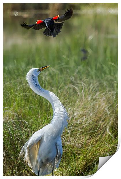 Under Attack Print by Belinda Greb