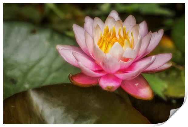 Water Lily Blossom Print by Belinda Greb