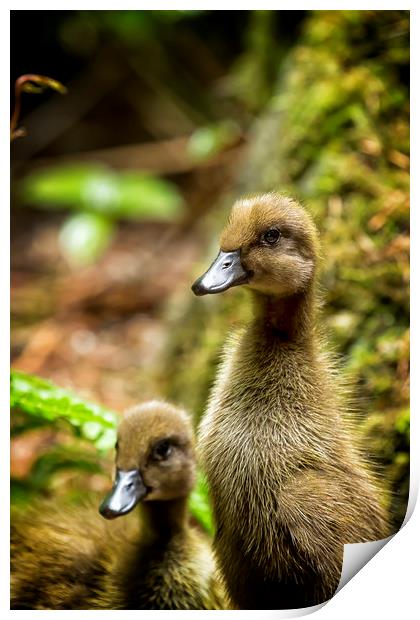 Indian Runner Ducklings No. 1 Print by Belinda Greb