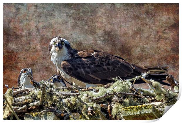 Osprey and Young - Feeding Print by Belinda Greb