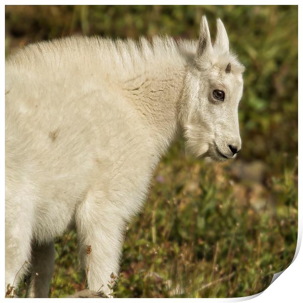 Innocence and Beauty in a Young Mountain Goat Print by Belinda Greb