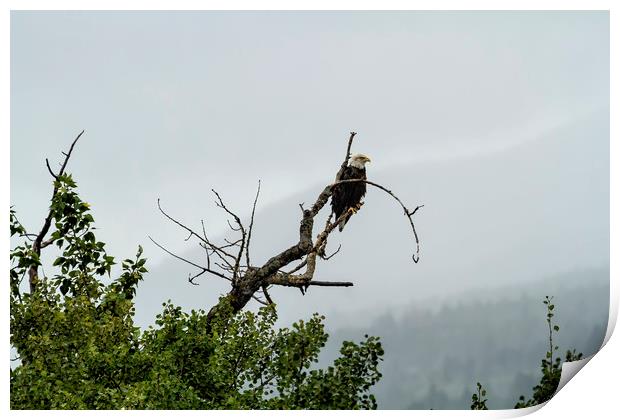 The Eagle's Throne Print by Belinda Greb