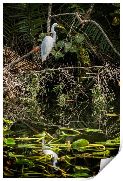 Great White Egret on a Branch Print by Belinda Greb