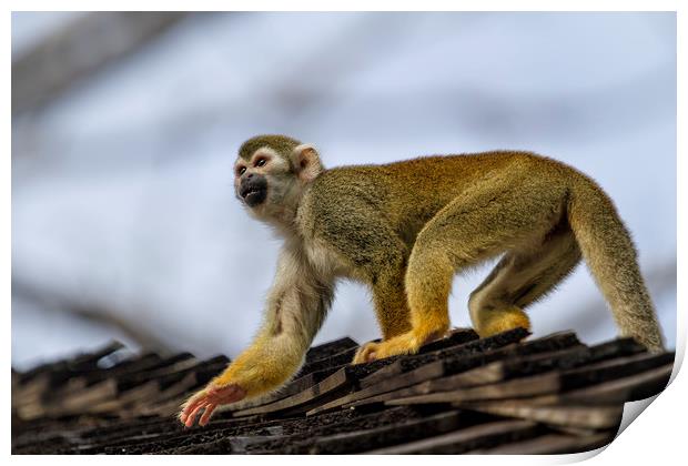 Monkey on the Roof Print by Belinda Greb