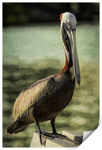 Portrait of a Pelican Print by Belinda Greb