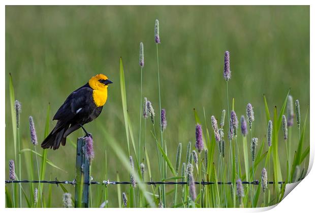 Yellow-Headed Blackbird, No. 1 Print by Belinda Greb