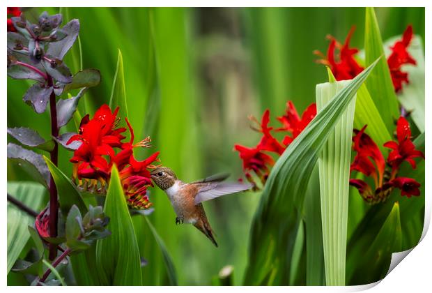 Rufous Hummingbird Feeding, No. 3 Print by Belinda Greb