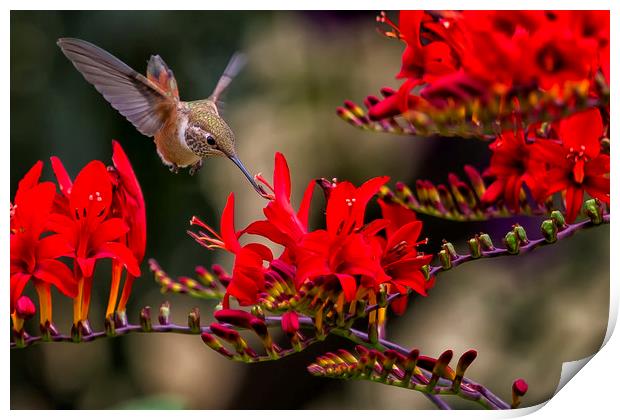 Rufous Hummingbird Feeding, No. 4 Print by Belinda Greb
