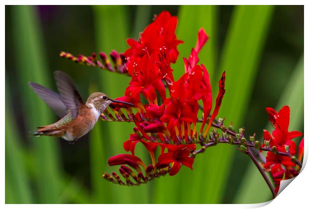Rufous Hummingbird at Large No. 5 Print by Belinda Greb