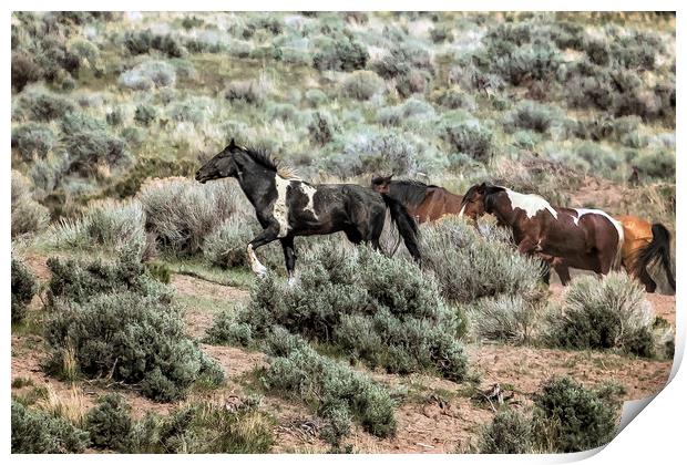 A Day in the Lives of South Steens Wild Horses, No Print by Belinda Greb