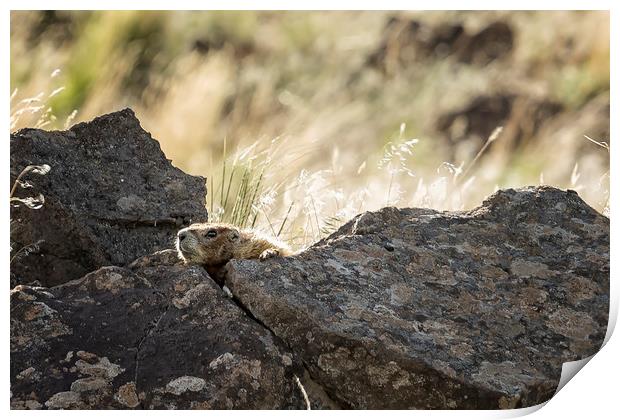 Yellow Bellied Marmot At Its Lookout, No.2 Print by Belinda Greb