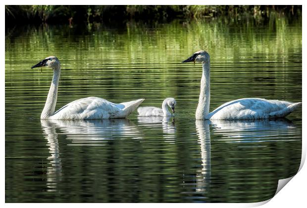 Family of Swans, No. 2 Print by Belinda Greb