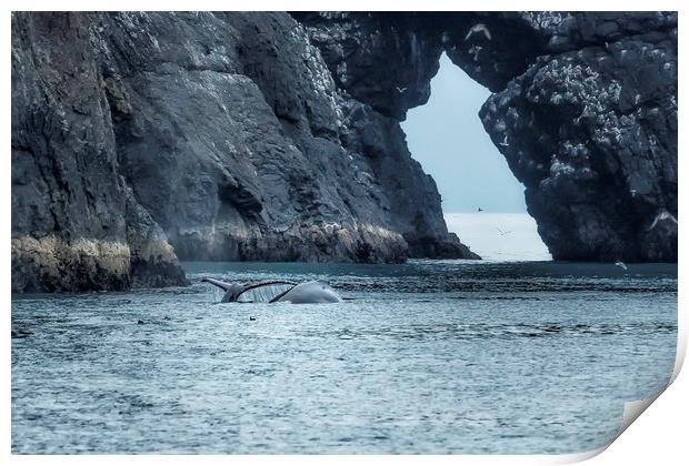 Two Humpback Whales in Resurrection Bay Print by Belinda Greb