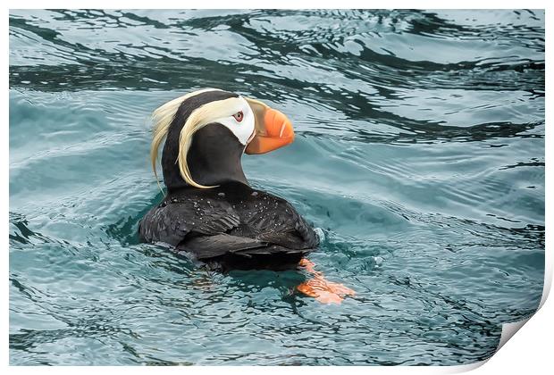 Tufted Puffin Print by Belinda Greb