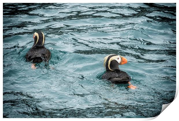 Tufted Puffin Pair Print by Belinda Greb