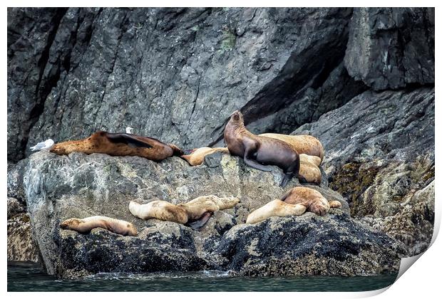 Group of Female Sea Lions and Young Print by Belinda Greb