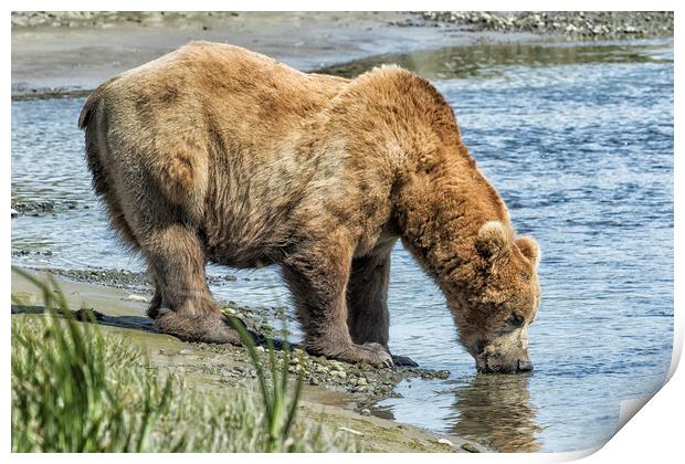 Thirsty Big Brown Male Bear Print by Belinda Greb