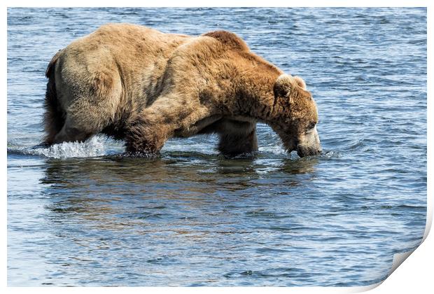 Brown Bear Going for a Dip Print by Belinda Greb