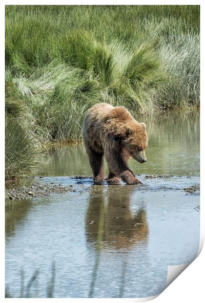 Brown Bear Cub Crossing a Stream Print by Belinda Greb