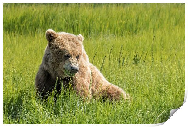 Filling Up on Sedge Grass Print by Belinda Greb