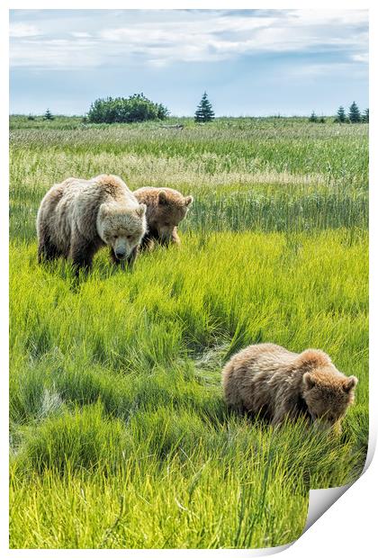 A Mother and Her Two Cubs, No. 3 Print by Belinda Greb