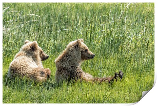 Unbearably Cute - Bear Cubs, No. 5 Print by Belinda Greb