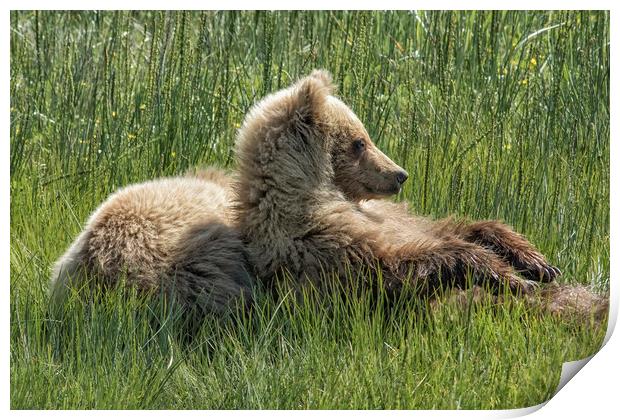 Settling Down Again - Bear Cubs, No. 6 Print by Belinda Greb