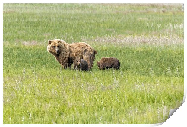 Mother Brown Bear With Her Two Cubs, No. 1 Print by Belinda Greb