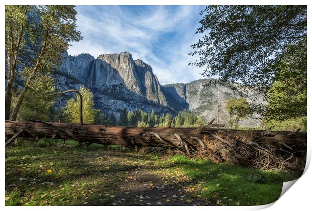 A Fallen Tree in Cook's Meadow Print by Belinda Greb