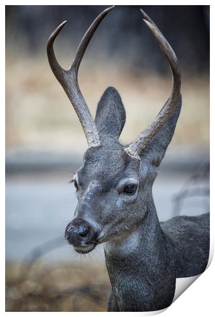 Buck with Two Pronged Antlers Print by Belinda Greb