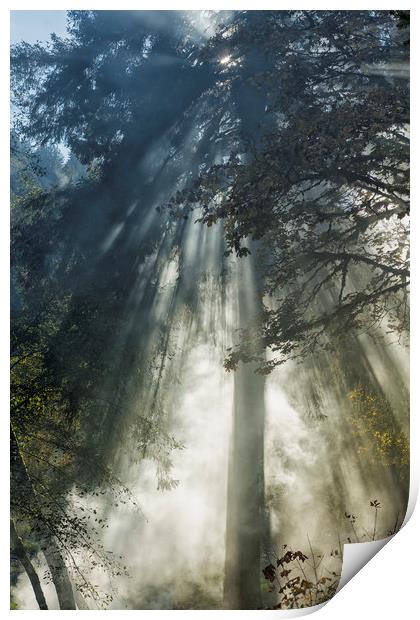 Smoke and Sun Filtered Through a Fir Tree Print by Belinda Greb