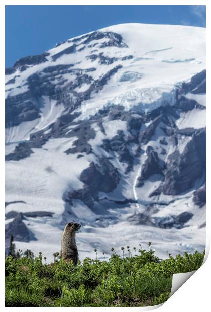 Marmot Checking Out His Neighborhood at Mount Rain Print by Belinda Greb