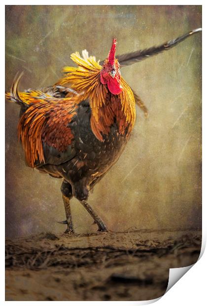 Kauai Rooster Print by Belinda Greb