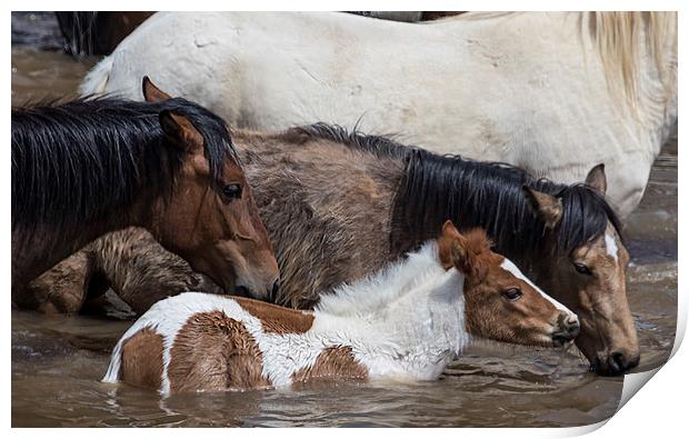 Pinto Foal Enjoying a Dip - South Steens Mustangs Print by Belinda Greb