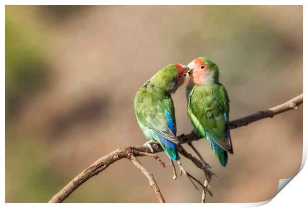 Rosy Faced Lovebird Kisses Print by Belinda Greb