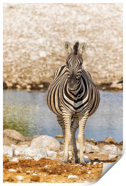 Pregnant Plains Zebra Print by Belinda Greb