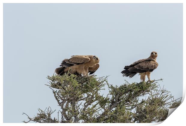 Two Tawny Eagles in a Tree, No. 2 Print by Belinda Greb