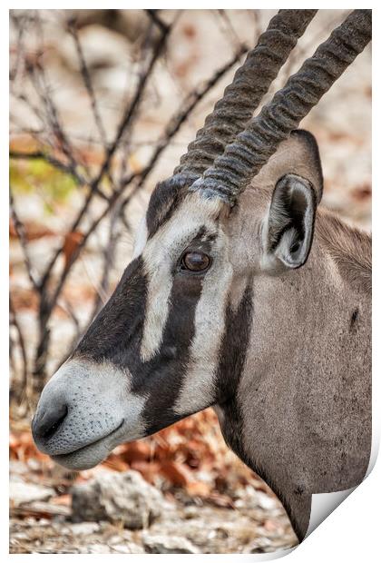 Oryx at Ombika, Etosha National Park Print by Belinda Greb