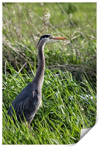 Great Blue Heron in the Grass Print by Belinda Greb