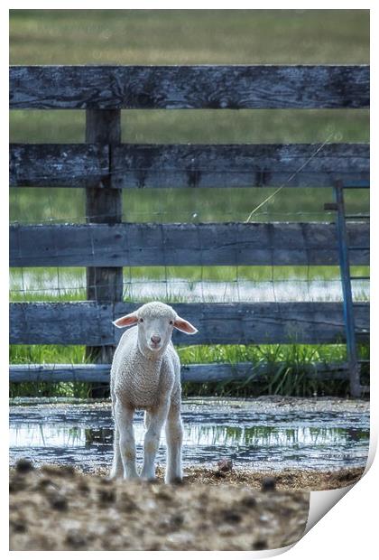Little Lamb with Big Ears  Print by Belinda Greb