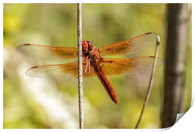 Red Dragonfly Smiling for the Camera Print by Belinda Greb