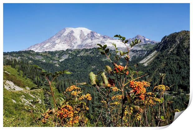 Mount Rainier with Mountain Ash Berries in the Foreground Print by Belinda Greb