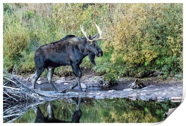 Bull Moose near the Beaver's Lodge at Maroon Lake, No. 2 Print by Belinda Greb
