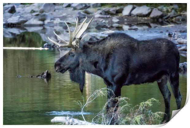 Bull Moose Contemplating Where to Go Print by Belinda Greb