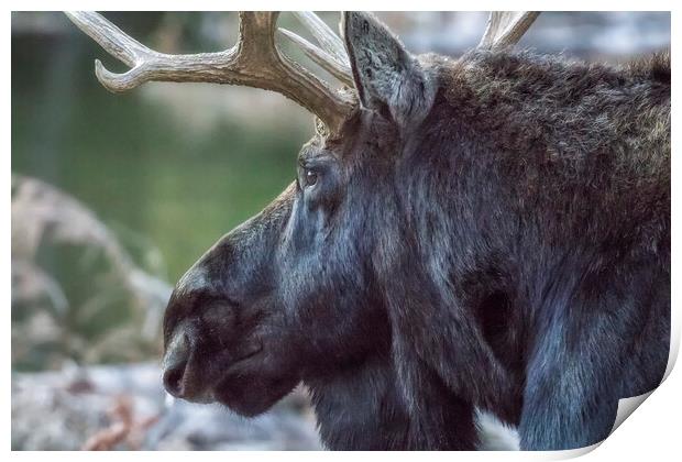 Close-up of a Bull Moose Print by Belinda Greb