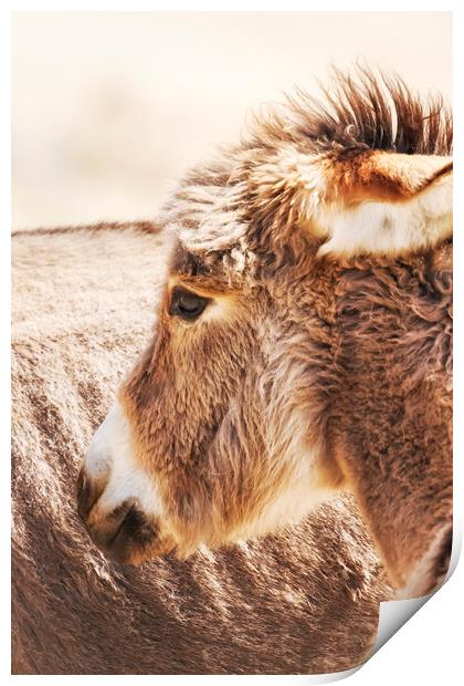 Donkey Foal by the side of the road in Kamanjab, N Print by Belinda Greb
