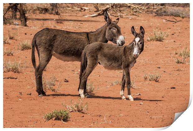 Donkeys in Damaraland Print by Belinda Greb