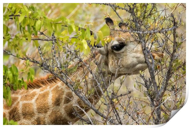 Giraffe Dining on Leaves Print by Belinda Greb