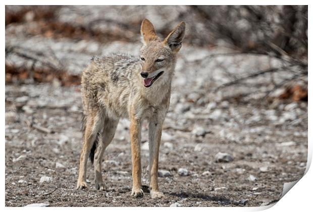 Black-Backed Jackal Looking for a Patch of Shade, No. 1 Print by Belinda Greb