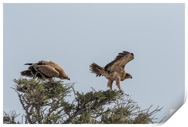 Two Tawny Eagles in a Tree, No. 1 Print by Belinda Greb